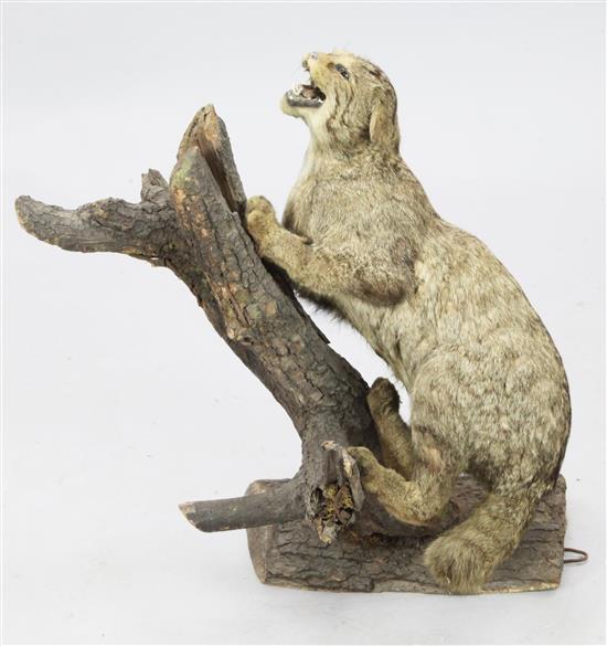 A 19th century taxidermic model of a lynx mounted on a tree branch, approx. 2ft 2 by 2ft 2in.